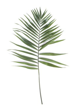 Beyaz arkaplanda palmiye yaprağı
