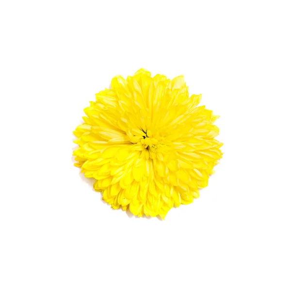 白色背景的黄菊花 — 图库照片