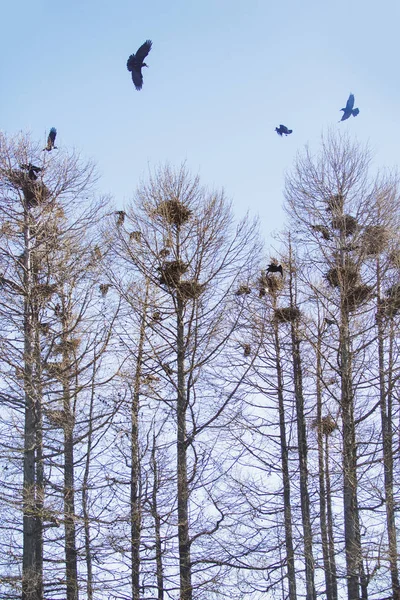 Vrány. Hnízda na stromy. Jaro — Stock fotografie