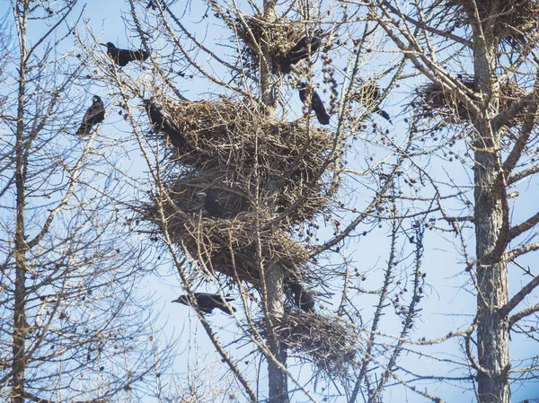 Tejas en un nido. Primavera — Foto de Stock
