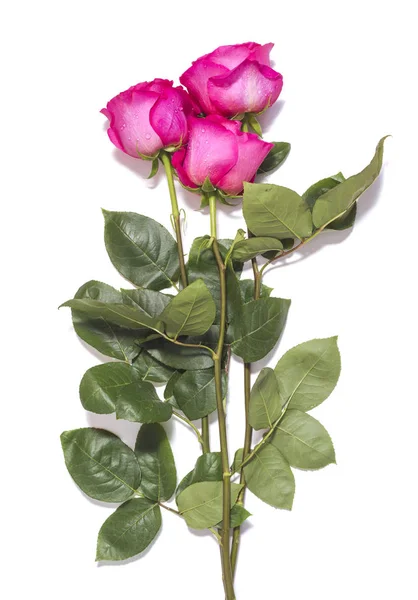 Rózsaszín rózsa virágok fehér háttér — Stock Fotó