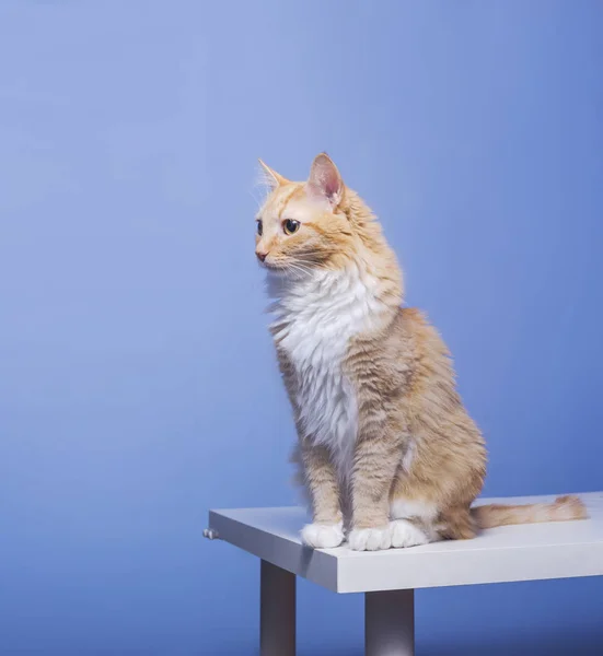 O gato vermelho senta-se na mesa. Fundo azul — Fotografia de Stock
