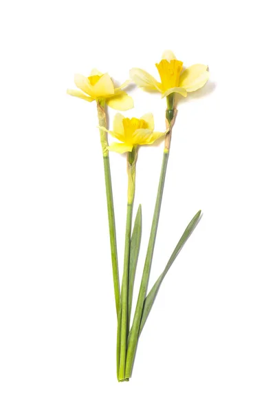 Tres narcisos. Flores narcisas amarillas sobre fondo blanco — Foto de Stock