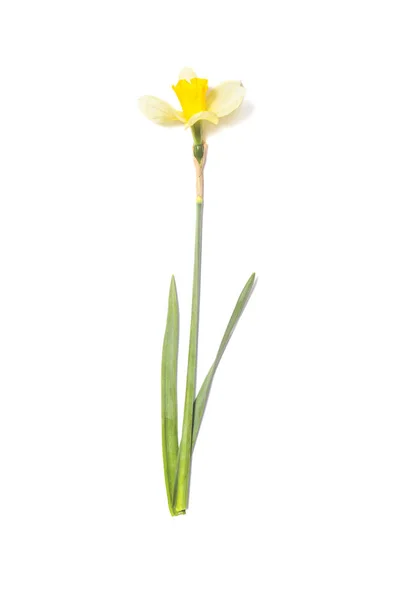 Gula påskliljor. Narcissus blomma på vit — Stockfoto