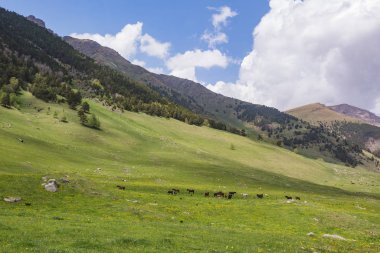 Atlar Kafkasya Dağları 'nda sürüler..