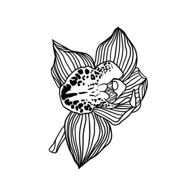 doğrusal kraliyet orkidesi çiçeği siyah beyaz üzerine