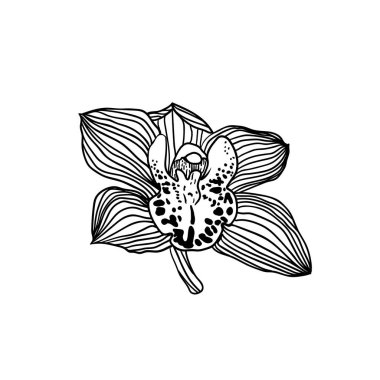 doğrusal kraliyet orkidesi çiçeği siyah beyaz üzerine