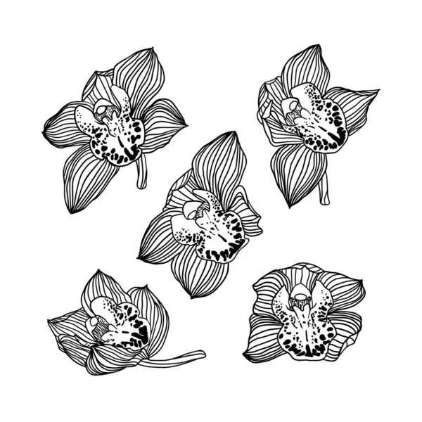 Zestaw pięciu liniowych kwiatów storczyka królewskiego — Wektor stockowy
