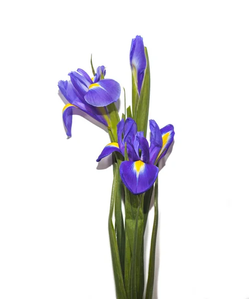 Ramo de flores de iris en blanco — Foto de Stock