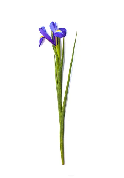 Iris flower on white background — Stock Photo, Image