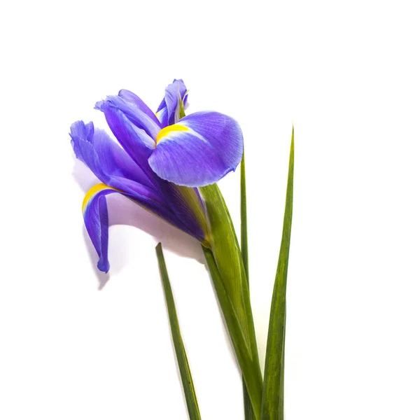 Iris flor sobre fondo blanco — Foto de Stock