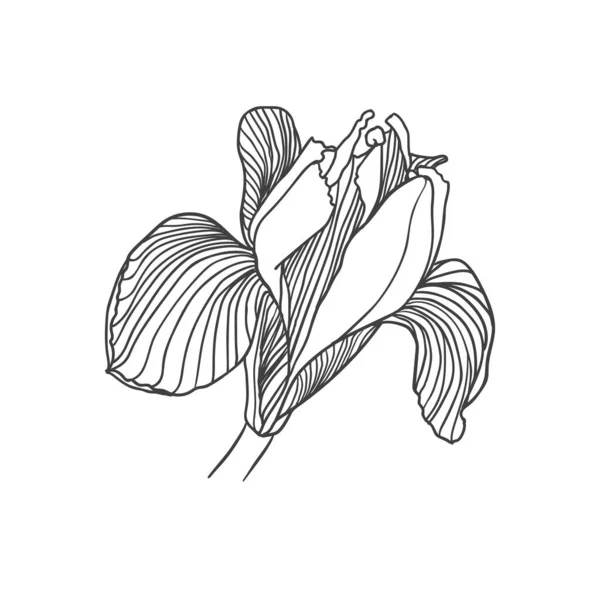 Handritad vektor iris blomma — Stock vektor