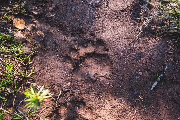 Imprint of a bear paw on the ground