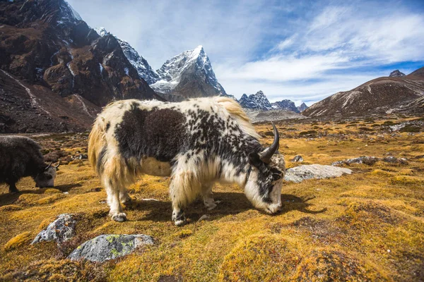 Les yaks paissent. Montagnes himalayennes du Népal — Photo