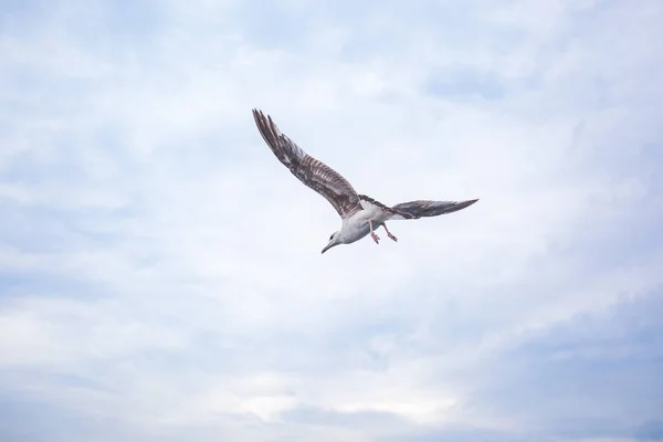 Racek pták na pozadí oblohy — Stock fotografie