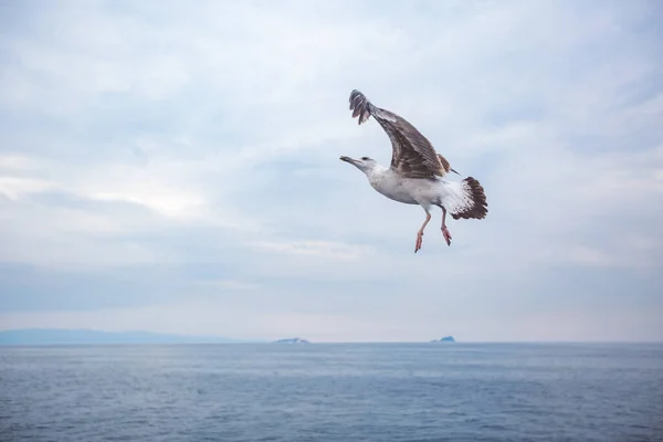 Pássaro gaivota no fundo do céu — Fotografia de Stock