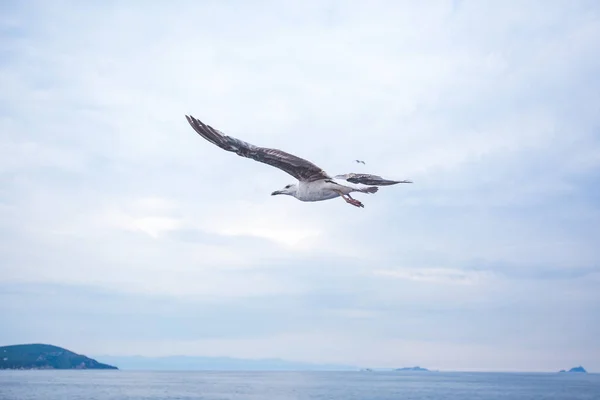 Seagull bird on sky background — Stock Photo, Image