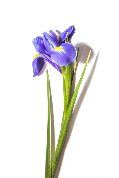 Iris flor púrpura sobre fondo blanco — Foto de Stock
