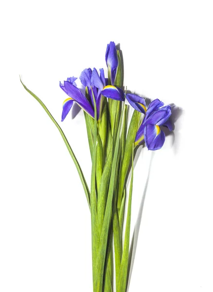 Ramo de flores de iris sobre fondo blanco — Foto de Stock