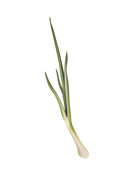 Φρέσκο πράσινο κρεμμύδι σε λευκό φόντο — Διανυσματικό Αρχείο