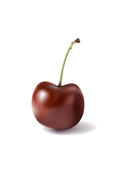 Cherry on white background. Vector — 스톡 벡터