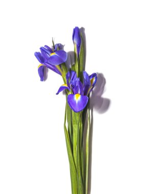 Beyaz arkaplanda Iris çiçeği buketi