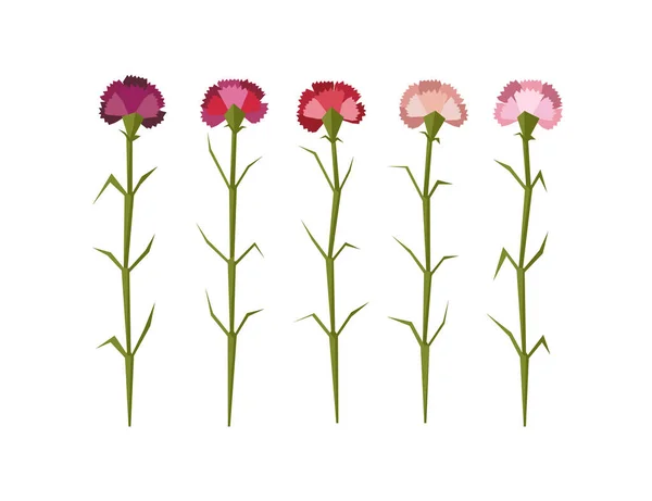 Carnation flowers on white background — Stock Vector