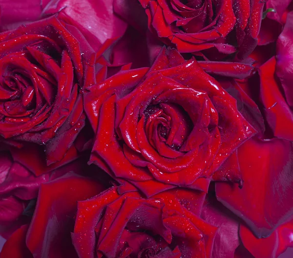 Natural background of red roses and petals — Stock Photo, Image