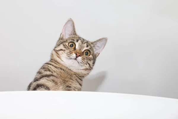 Любопытное кошачье лицо выглядывает наружу — стоковое фото