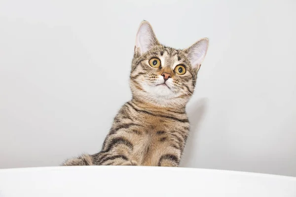 Surprised cat on light background — 스톡 사진