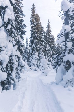 Kış orman manzarası. Komi Cumhuriyeti