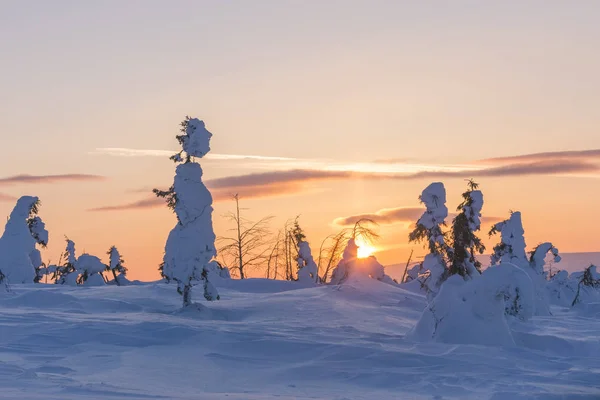Hófákkal borított fák az északi Ural hegyeken, Oroszország — Stock Fotó