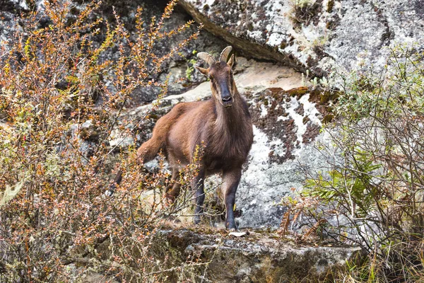 Chèvre Montagne Sur Les Rochers Nature Népal — Photo