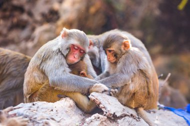 Katmandu, Nepal 'deki Swayambhunath Budist Tapınak Merkezinde Rhesus Makakları