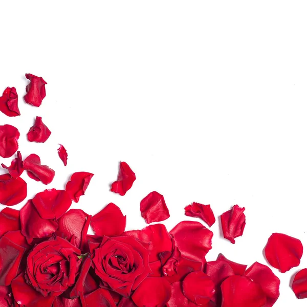 Fondo Romántico Con Pétalos Rosa Roja Sobre Blanco — Foto de Stock