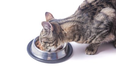 Tekir kedi kaseden yiyor.