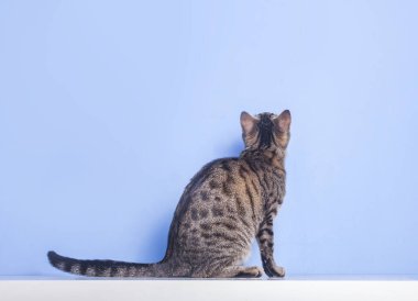 Genç tekir kedi mavi arka planda oturuyor ve geriye bakıyor.