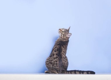 Genç tekir kedi mavi arka planda oturuyor ve yukarı bakıyor 