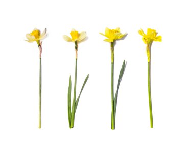    Sarı nergisler ayarlandı. Narcissus çiçeği beyaz arkaplanda izole edilmiş