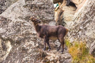 Buzlu dağ keçisi. Nepal 'in Doğası