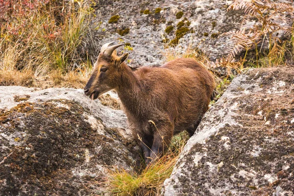 Chèvre Montagne Sur Les Rochers Nature Népal — Photo
