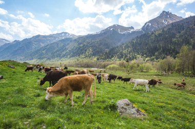 Kafkasya Dağları 'ndaki inekler sürüsü. Karachay-Çerkesya Cumhuriyeti, Rusya