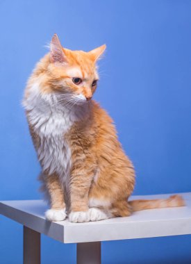 Kırmızı kedi masaya oturur. Mavi arkaplan