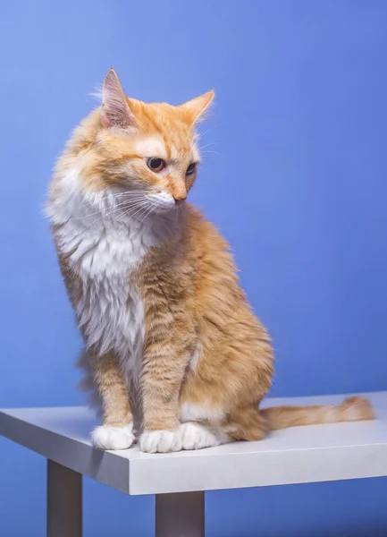 Rote Katze Sitzt Auf Dem Tisch Blauer Hintergrund — Stockfoto