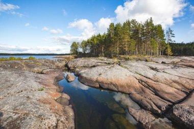 Onega Gölü kıyısı. Karelya manzarası. Çam ormanı ve şeffaf su