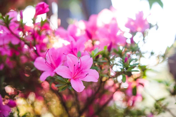 シャクナゲピンクの花 ブッシュを開花させる 春の自然 — ストック写真