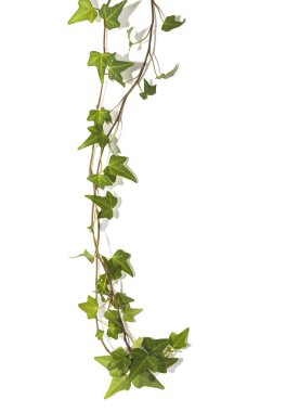 Yeşil sarmaşık filizi ile beyaz arkaplan