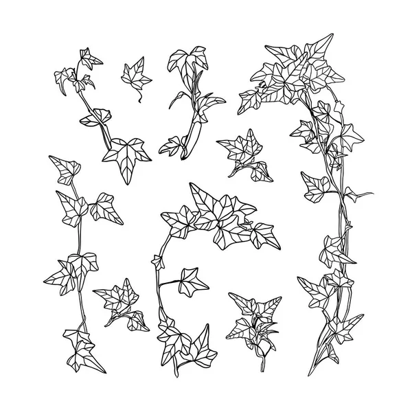 白い背景にベクトル線型ツタの葉のセット — ストックベクタ