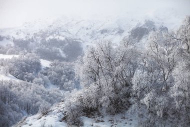 Karachay-Cherkessia, Rusya. Ağaçlarda buz var. Kafkasya Dağları Soğuk kış manzarası