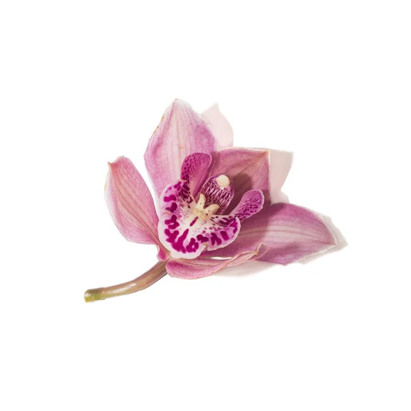 ピンクロイヤルシンビウム蘭の切花 — ストック写真